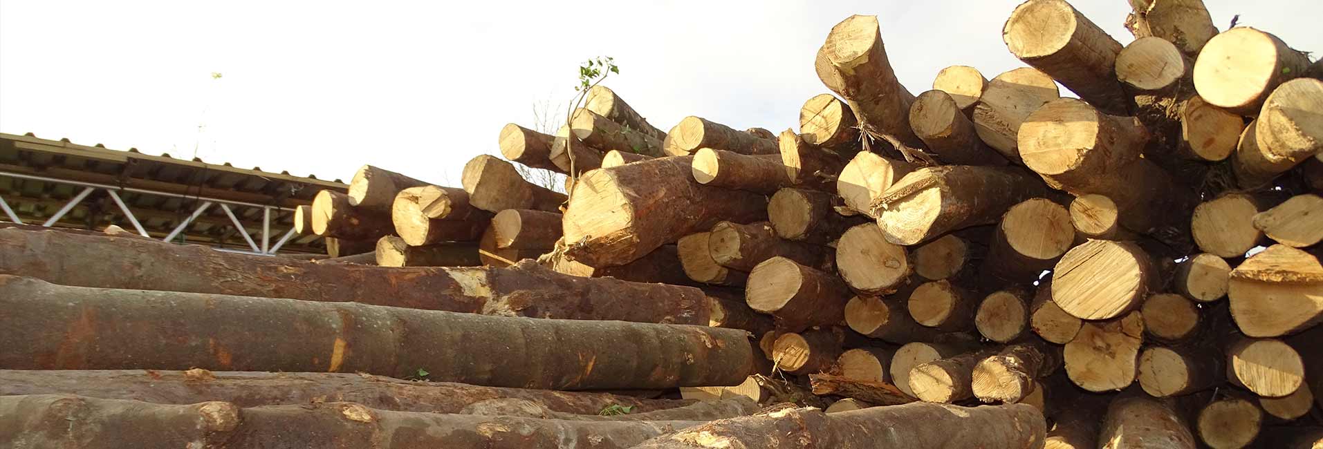 Different Types of Wood for Burning and their Characteristics - South  Yorkshire Firewood